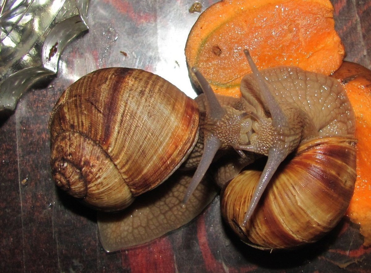 Именно эти две виноградные улитки. Это фото я называю "Поцелуй"