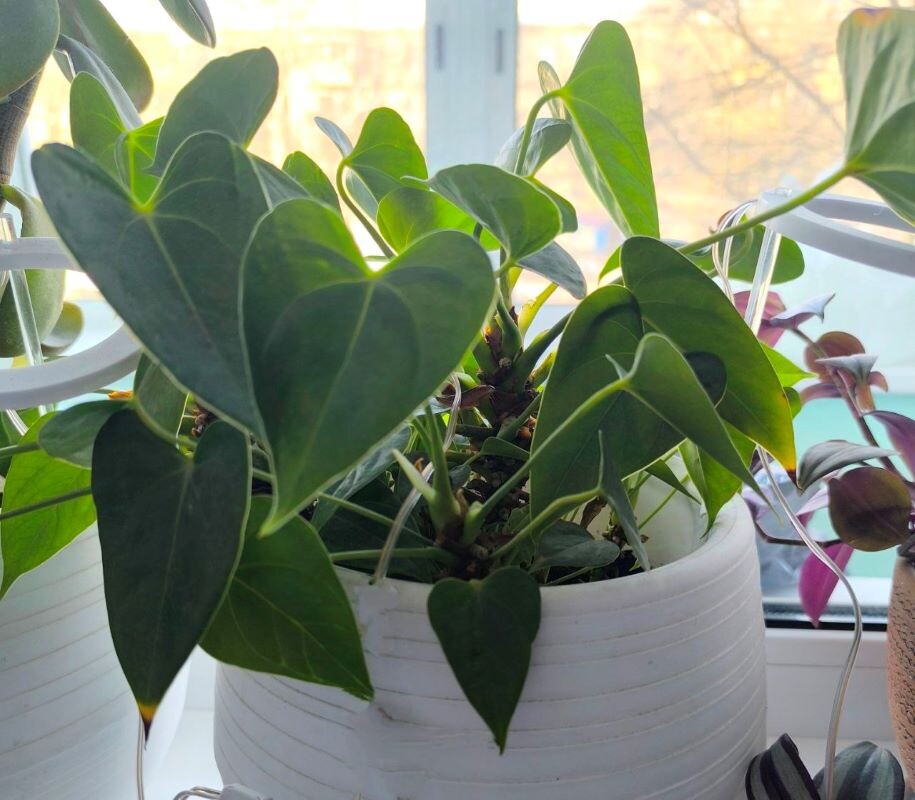    Фото: Амур.инфо