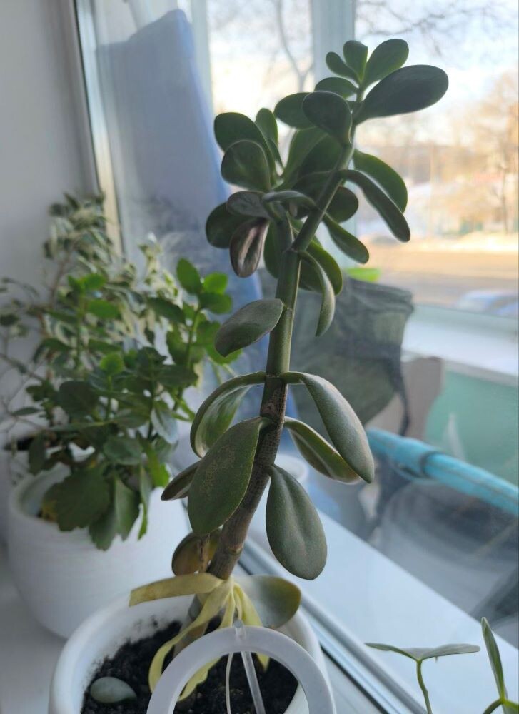    Фото: Амур.инфо