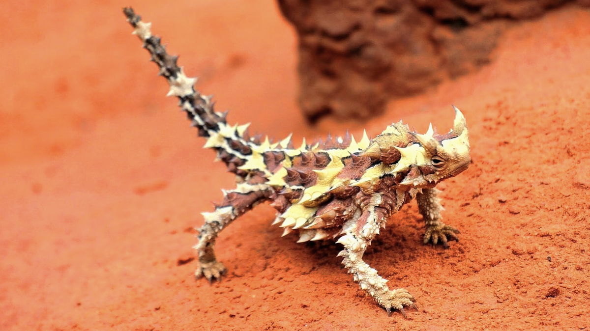 Яндекс Картинки