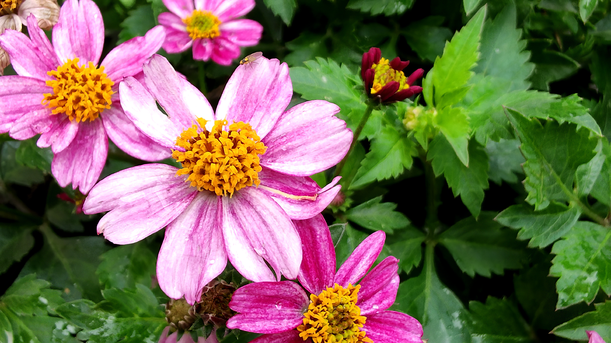 Биденс - Pink Princess