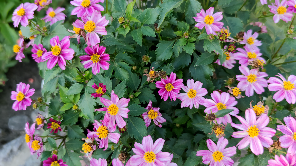 Биденс - Pink Princess