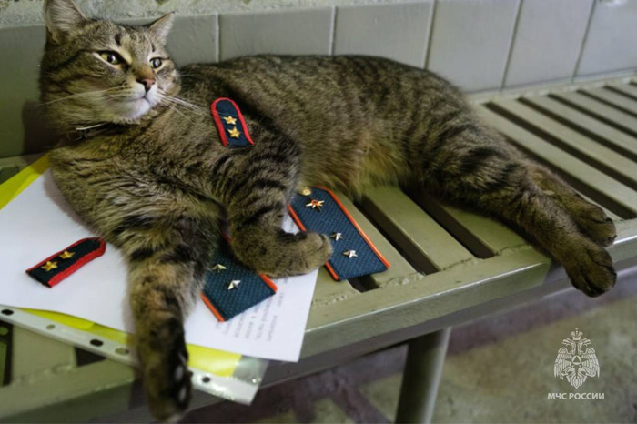 Кот-прапорщик из отряда Семёнычи / Фото: МЧС России