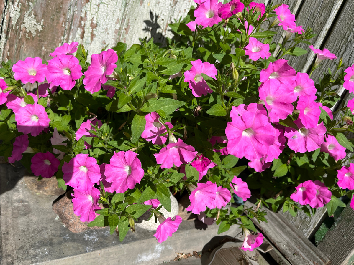 Моя прошлогодняя 🩷