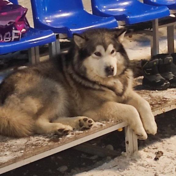     Следователи завели уголовное дело после нападения собаки на школьника в Красноярске