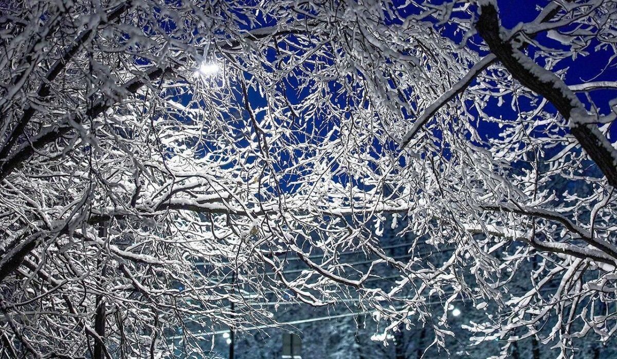     Лёд на ветках. Источник: mos.ru Автор фото: Пресс-служба Мэра и Правительства Москвы