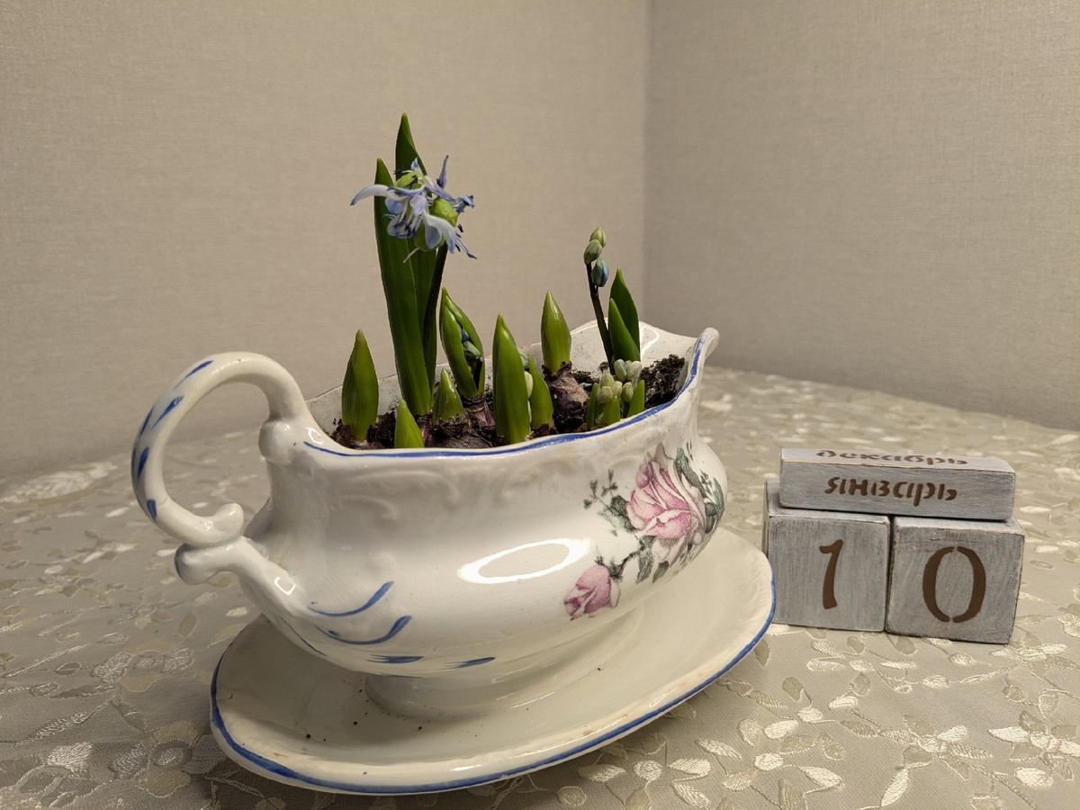 Пролеска сибирская три месяца спустя после посадки