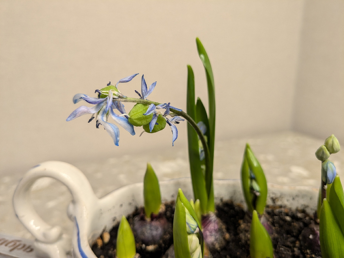 Первый цветонос уже завязал семена, но видно, что в этой же луковице еще что-то есть и остальные луковицы вот-вот зацветут