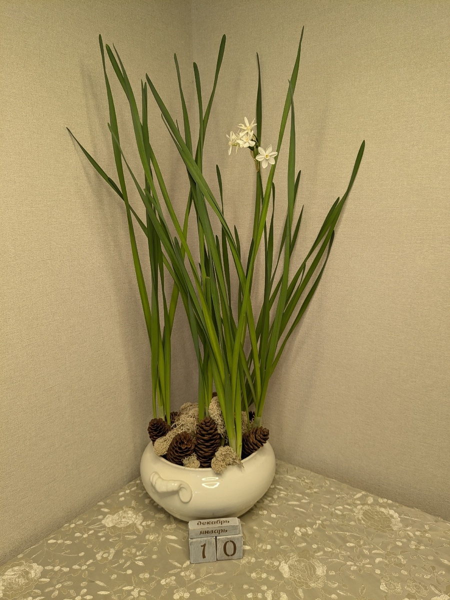 Нарцисс многоцветковый Paperwhite три месяца спустя после посадки