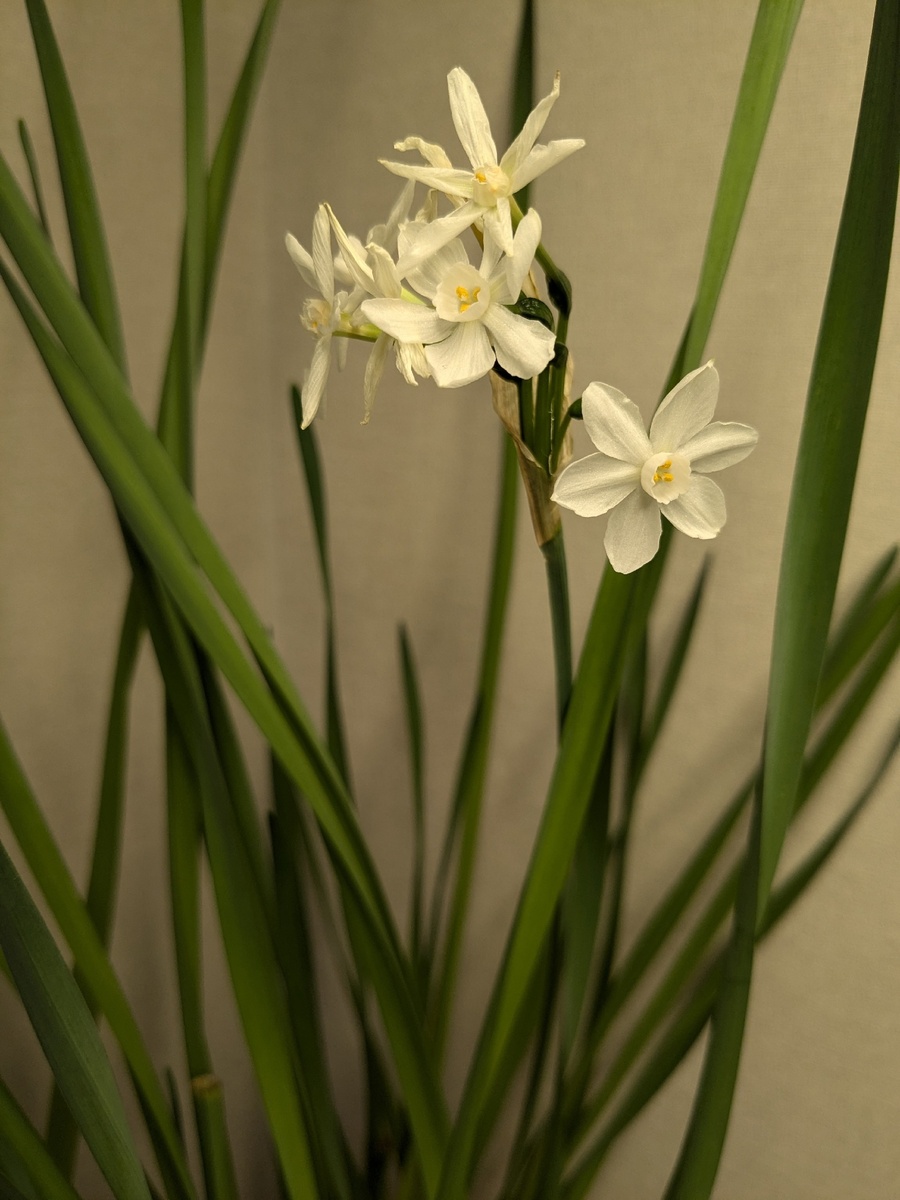 Портрет крупным планом