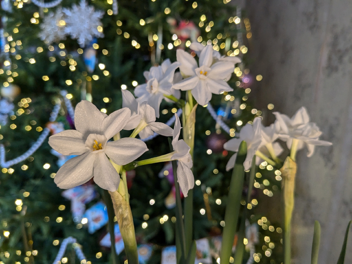 Цветение под ёлкой