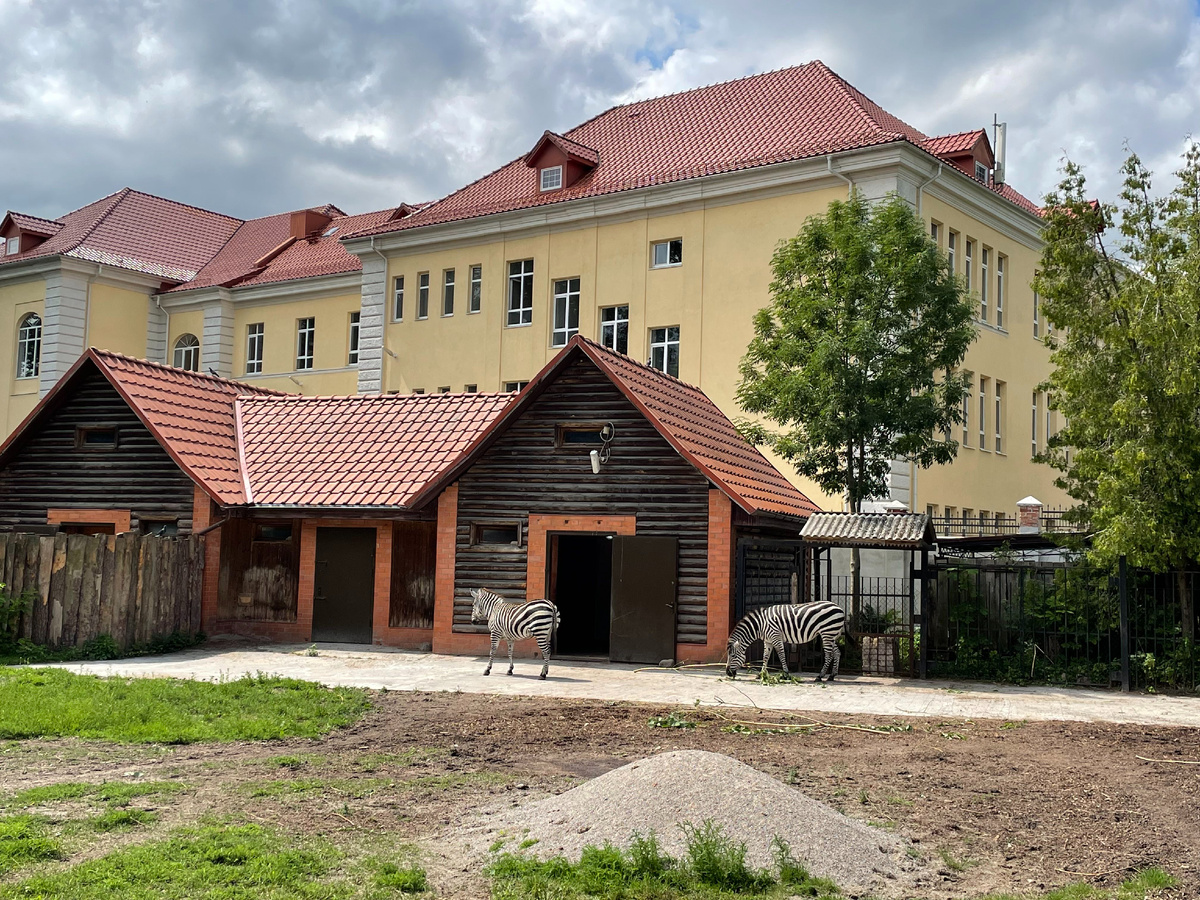 Зебры в Калининградском зоопарке 