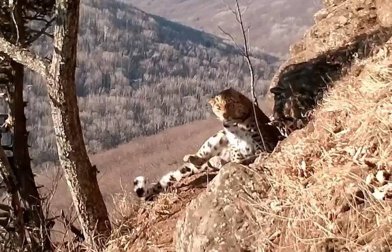    Источник фото: скрин видео amurleo_land