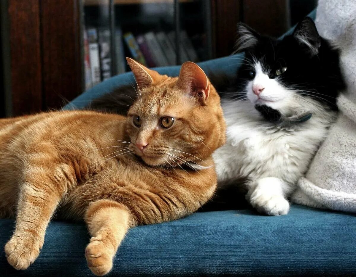 Какая порода кошек самая преданная и умная и подходит для квартиры