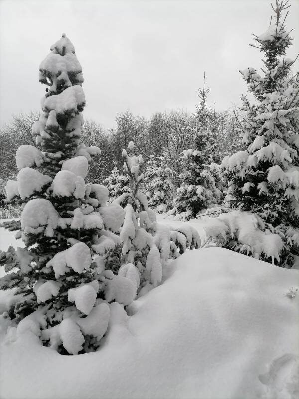 Пушистые заснеженные ели, создают новогоднее настроение