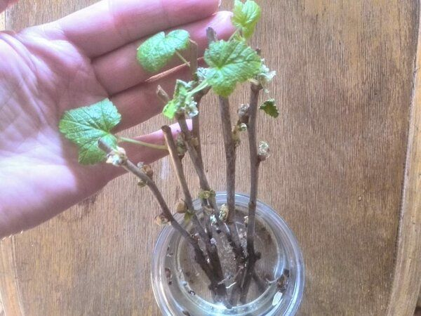 Как размножить черную смородину зимой: простой способ