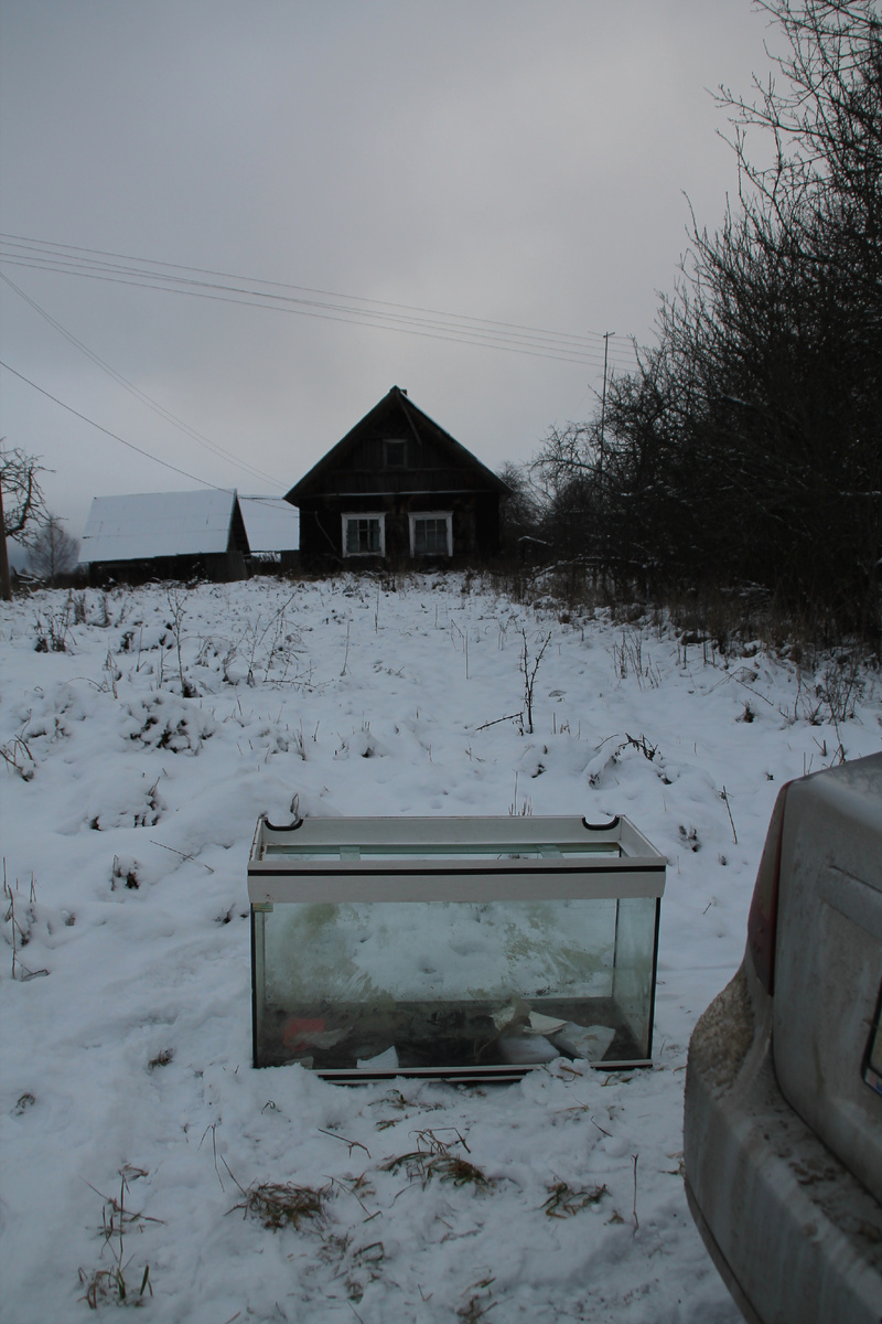 В январе в Псковской деревне. Это поле под теплицу перцев. Фото автора.