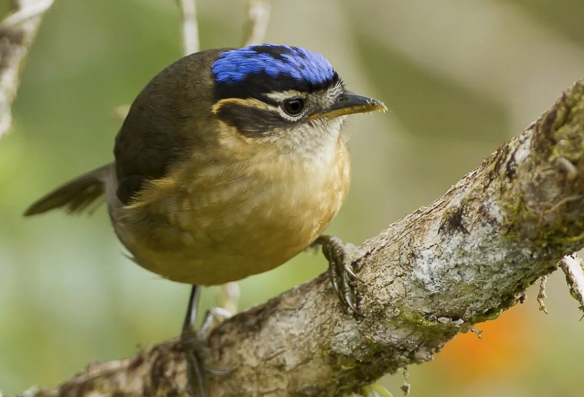 - Кого здесь ужалить?
