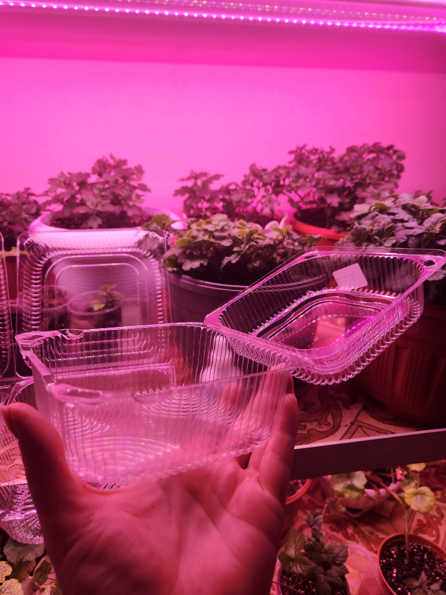 Пластиковые коробочки, которые я использую для посадки семян.