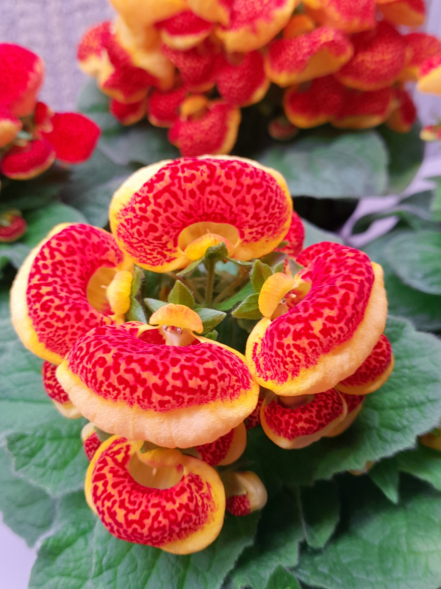 Эти цветы украшают мой дом, создают праздничную атмосфер и поднимают настроение.