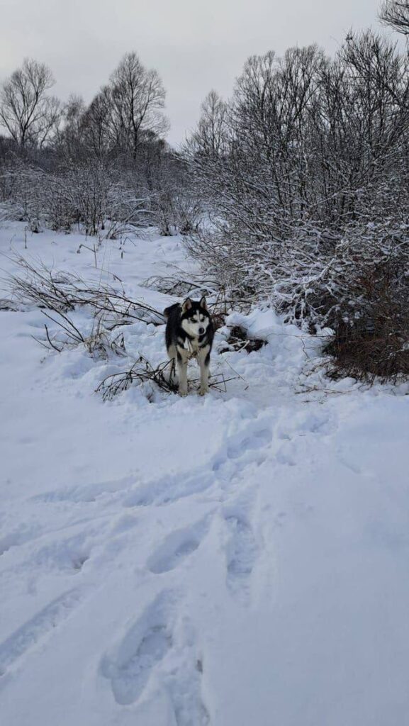    Фото: телеграм-канал Ирины Волк