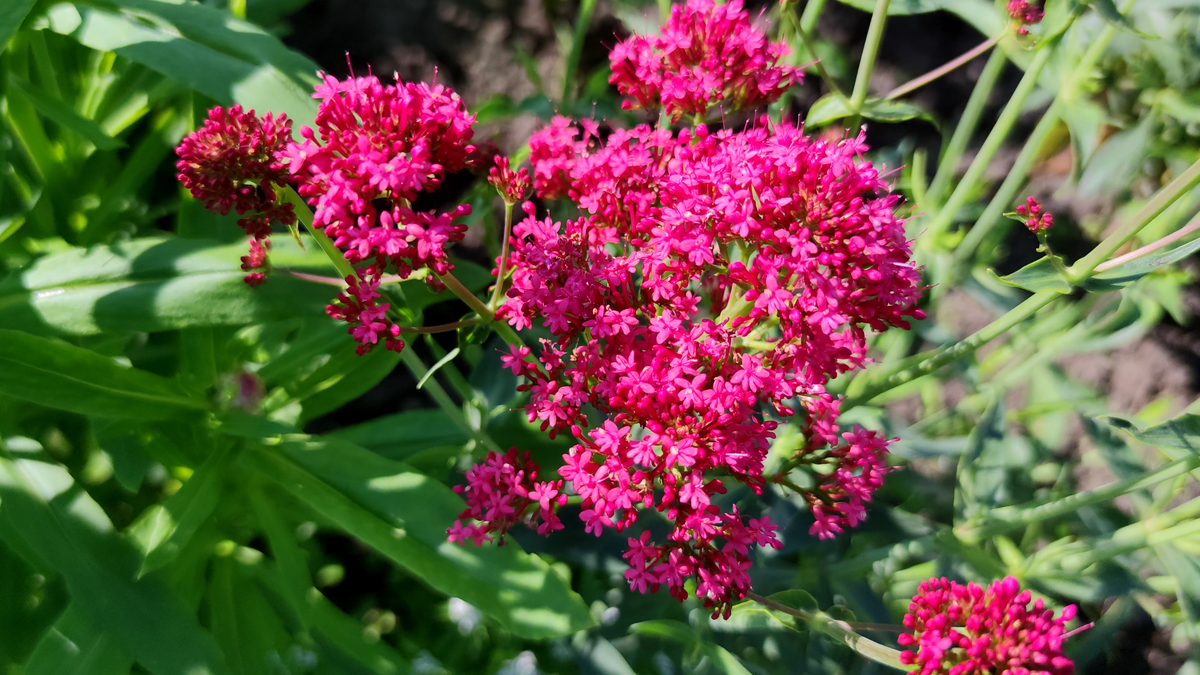 Валериана красная (Кентрантус)