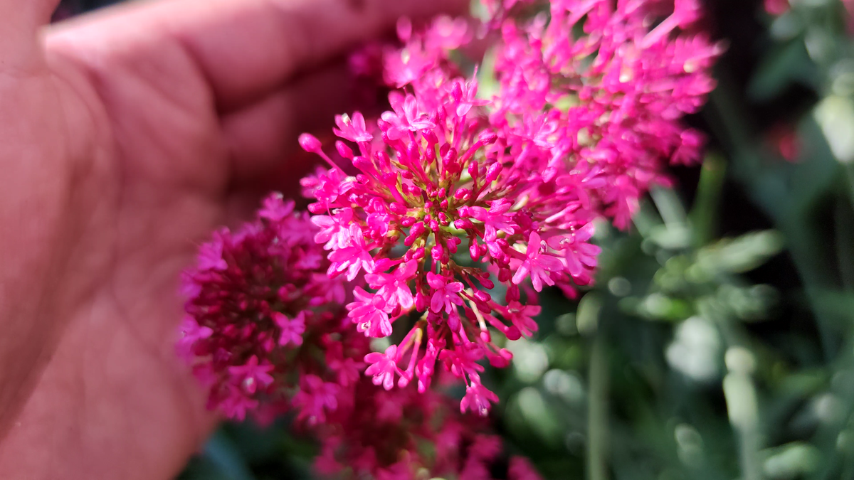 Валериана красная (Кентрантус)