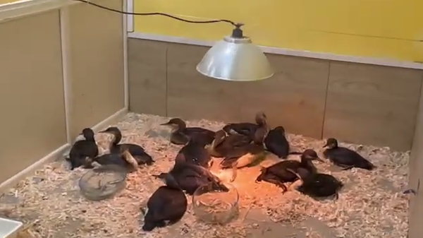    © Telegram-канал парка львов Тайган