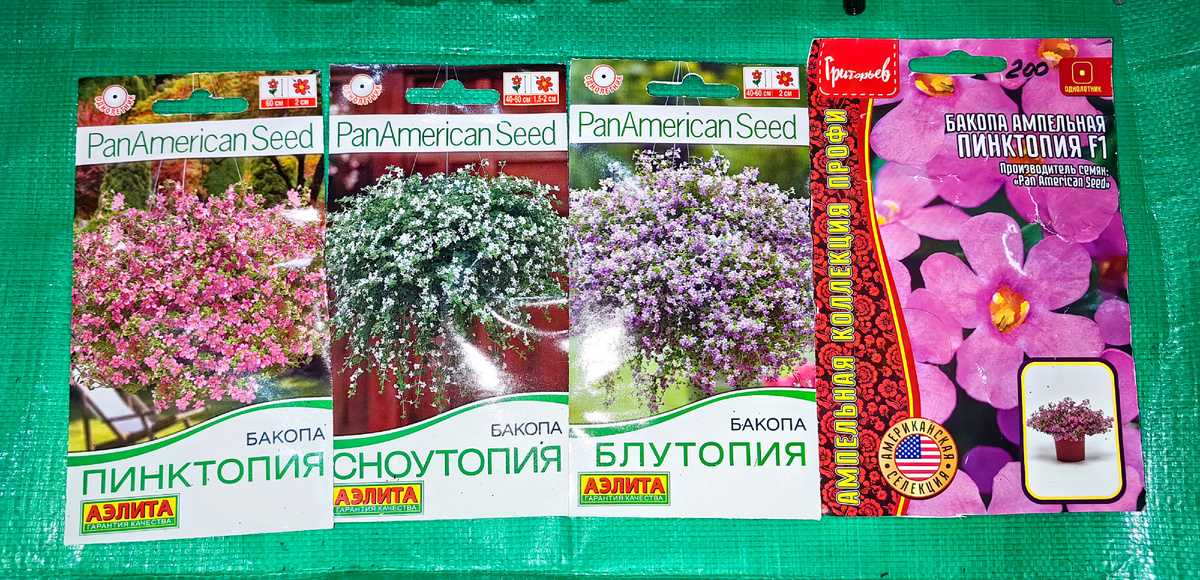 Мои семена бакопы