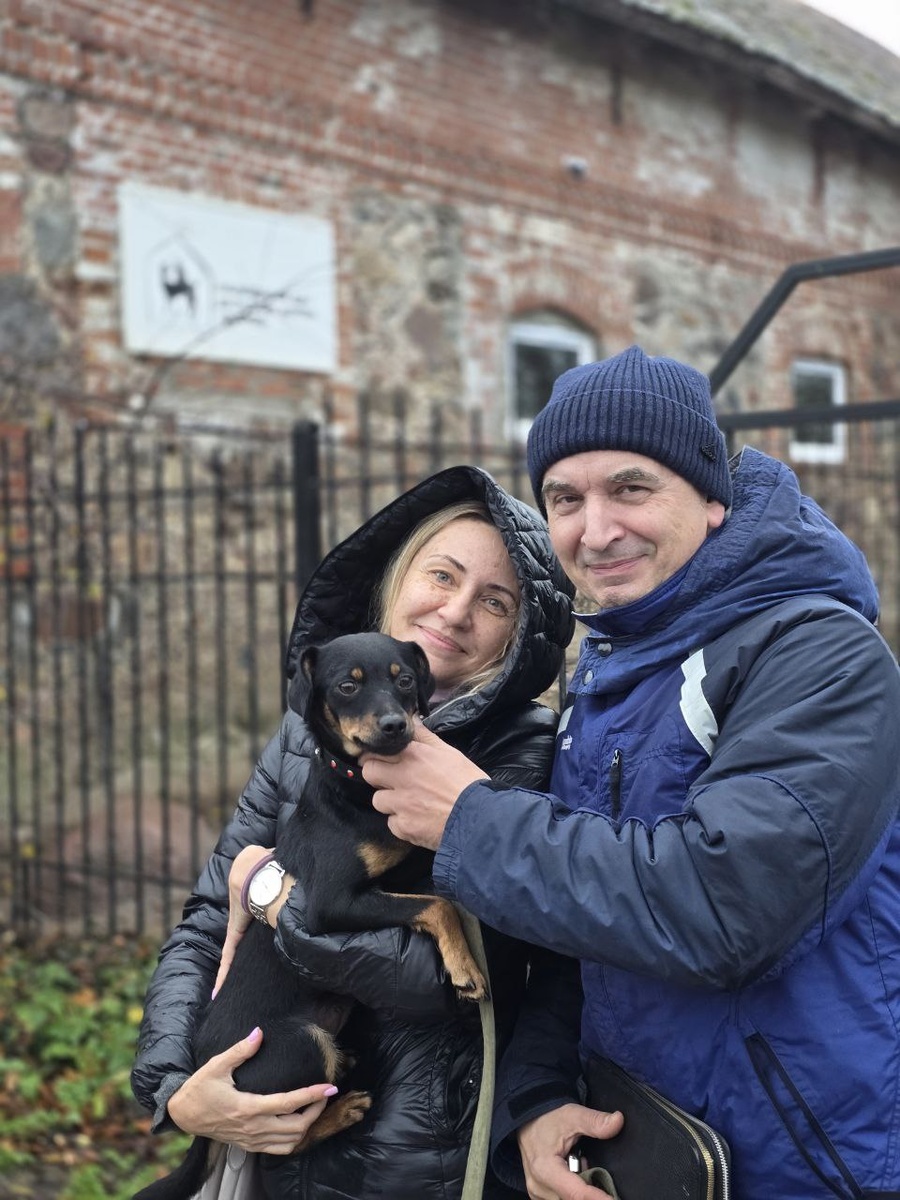 Это вторая попытка Рокси обрести дом. Первый раз её вернули в приют, потому что у хозяйки появилась аллергия. Да, мы всегда принимаем своих собак обратно, что бы не случилось