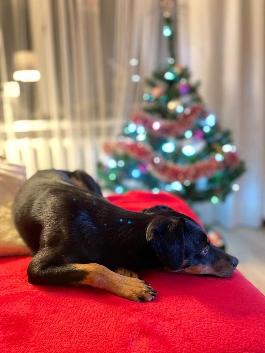 Она быстро абаптировалась в новом доме