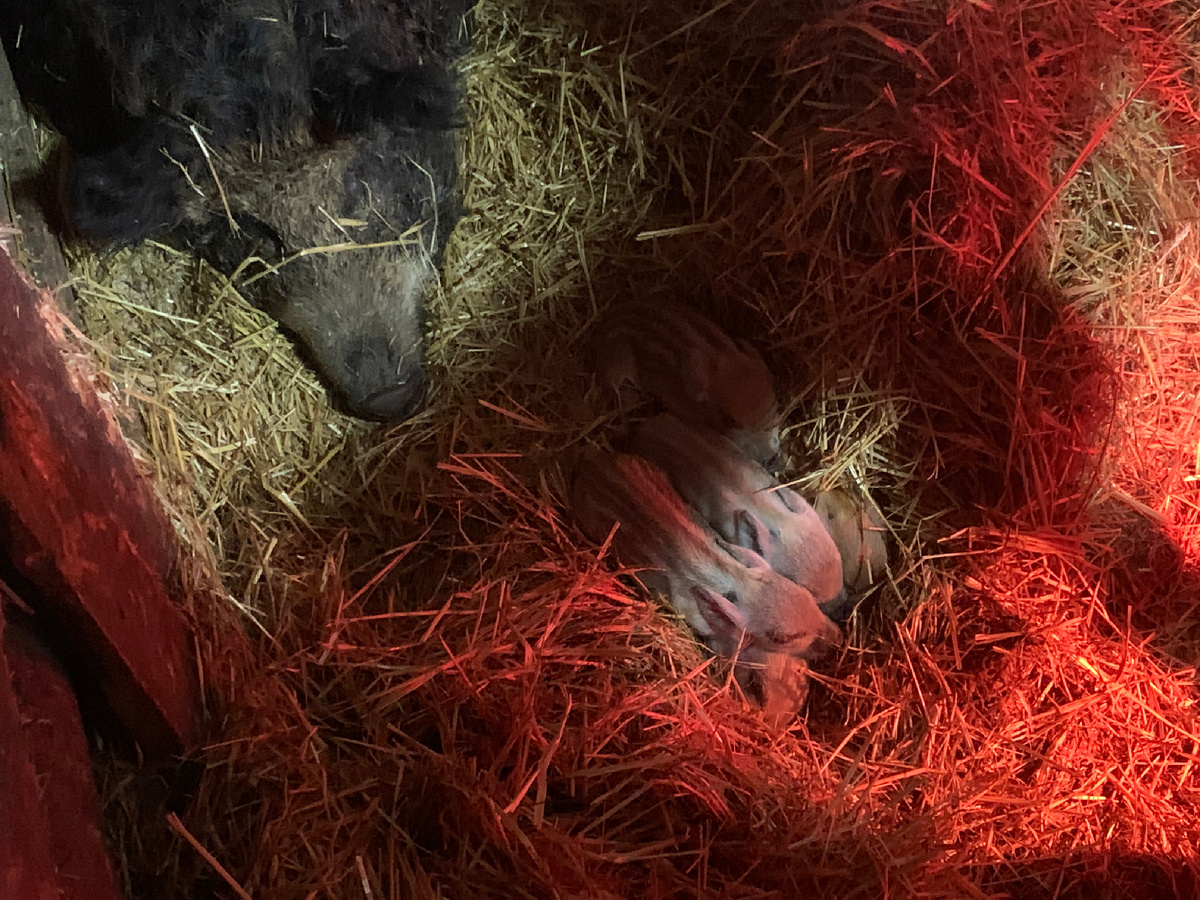 Вот мамаша венгерская мангалица с малышей глаз не сводит