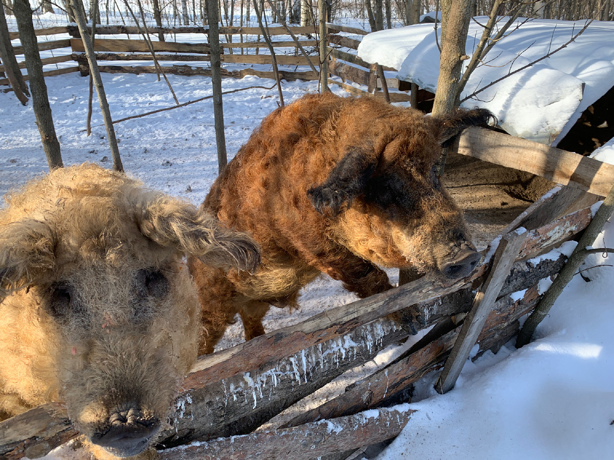 Боря и Федя живут круглый год под открытым небом
