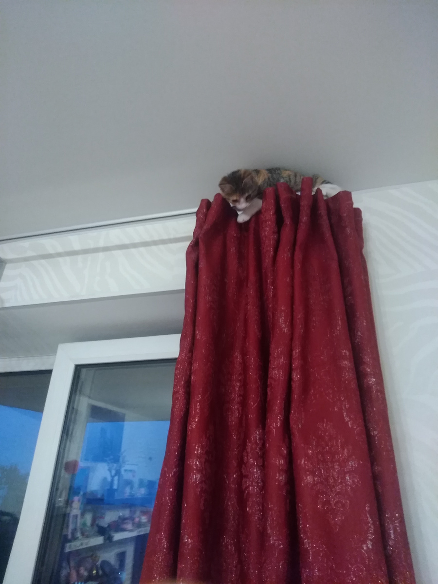 Летом я нашла котенка, мы с дочкой ездили на ДР Маши, которая сейчас в Португалии, она его проводила в садоводстве и там бегала кошечка бездомная. Мы не могли с ней расстаться и я привезла ее домой. Это моя Манюня. Иван ее нормально принял.