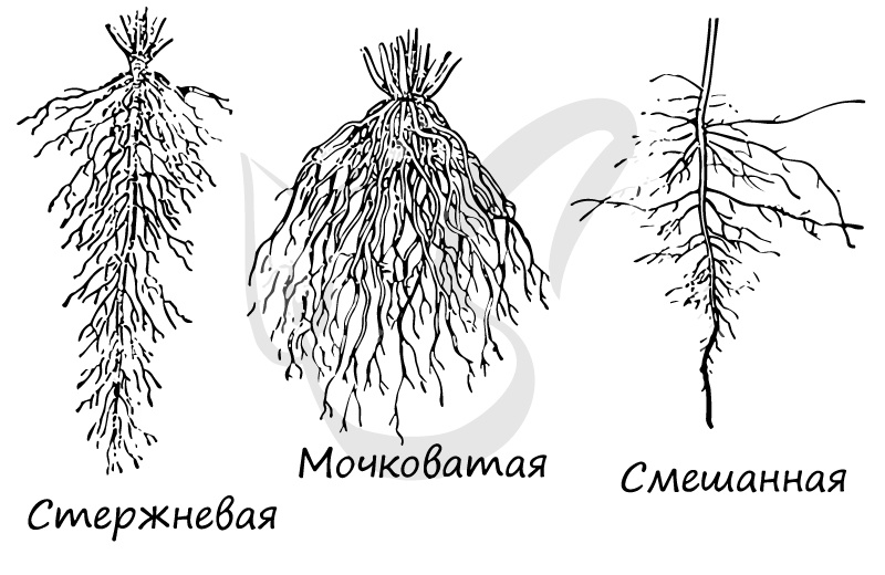 Картинка отсюда https://studarium.ru/article/9?mbstx=isywy
