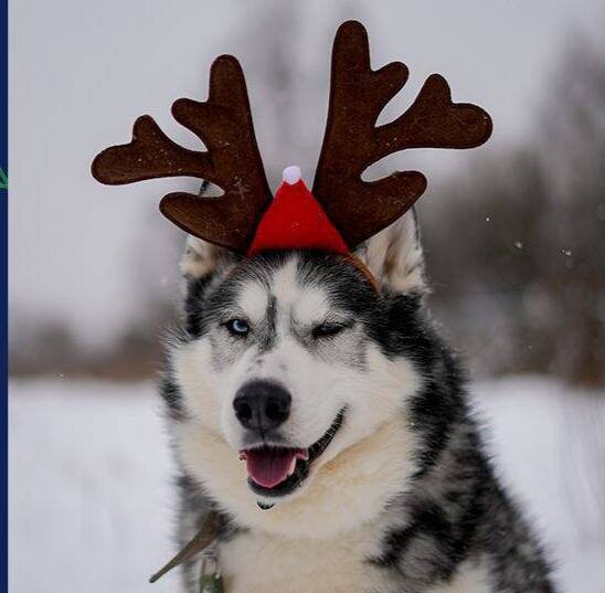 Свой праздничный привет вам передает Шелдон, которого природа наградила невероятной красотой и харизмой 😊