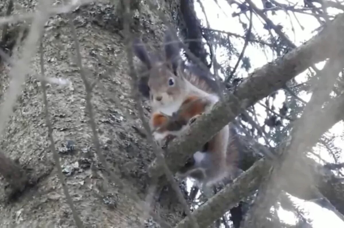    В Твери разоблачили хищника, который держал в страхе парк в Сахарово