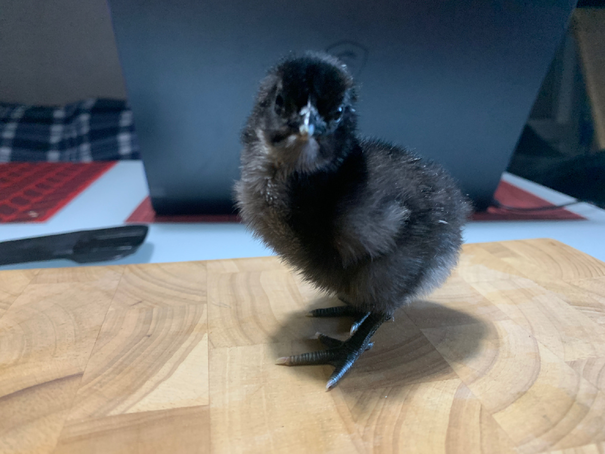 Цыпленок ухей илюй