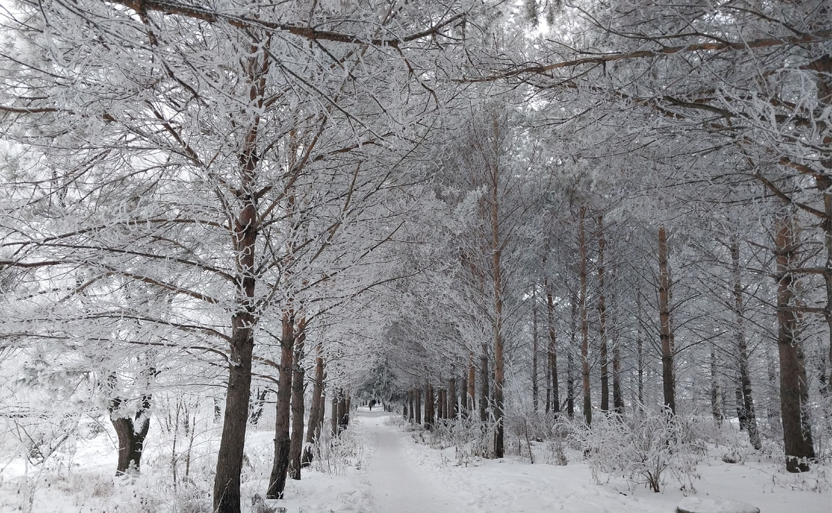 Любуясь на зимнюю красоту, готовимся к весне