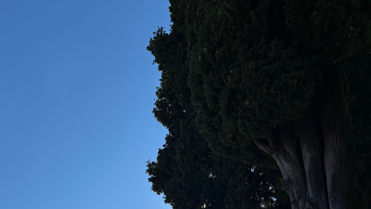 Дерево на территории храма Баграта в г. Кутаиси. Фотография автора.