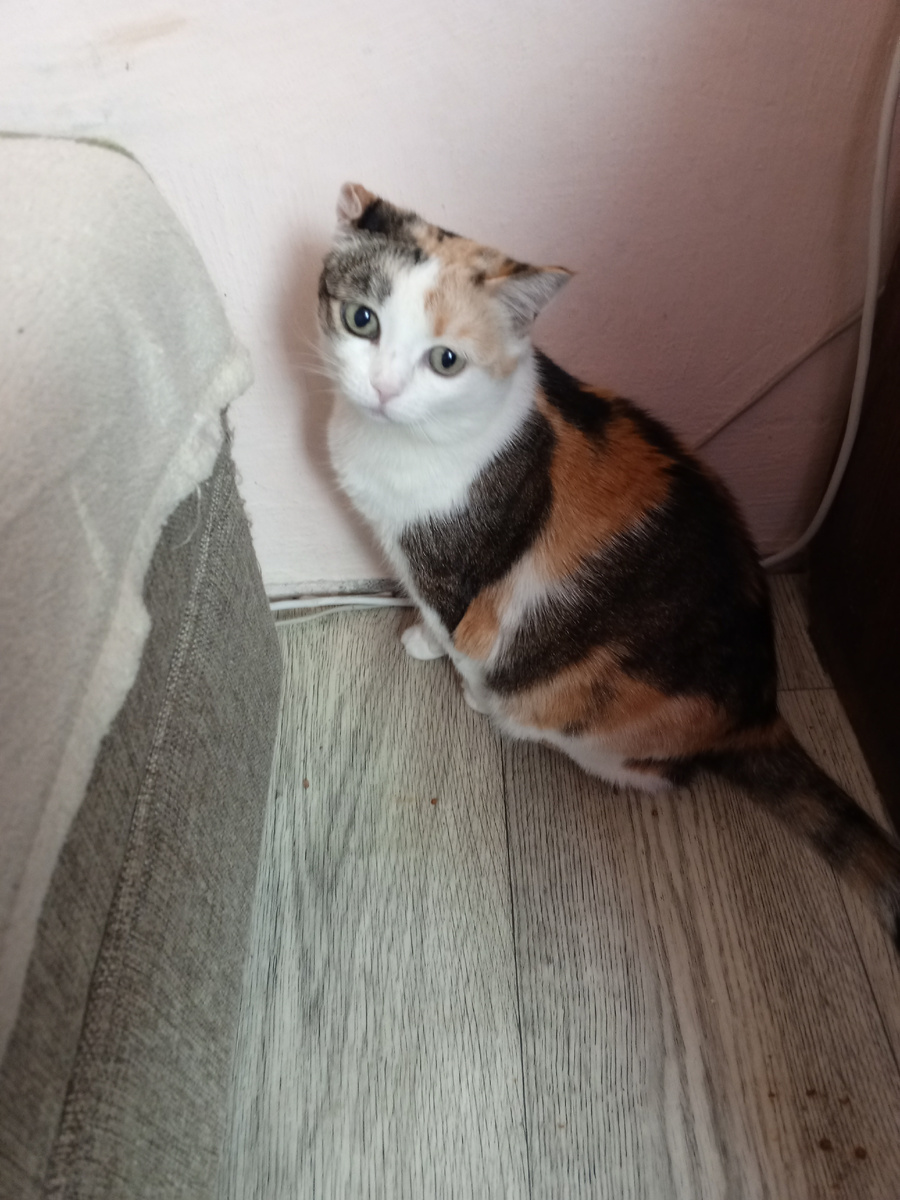 Басечка- боец.Владельцы собак на нее жалуются)