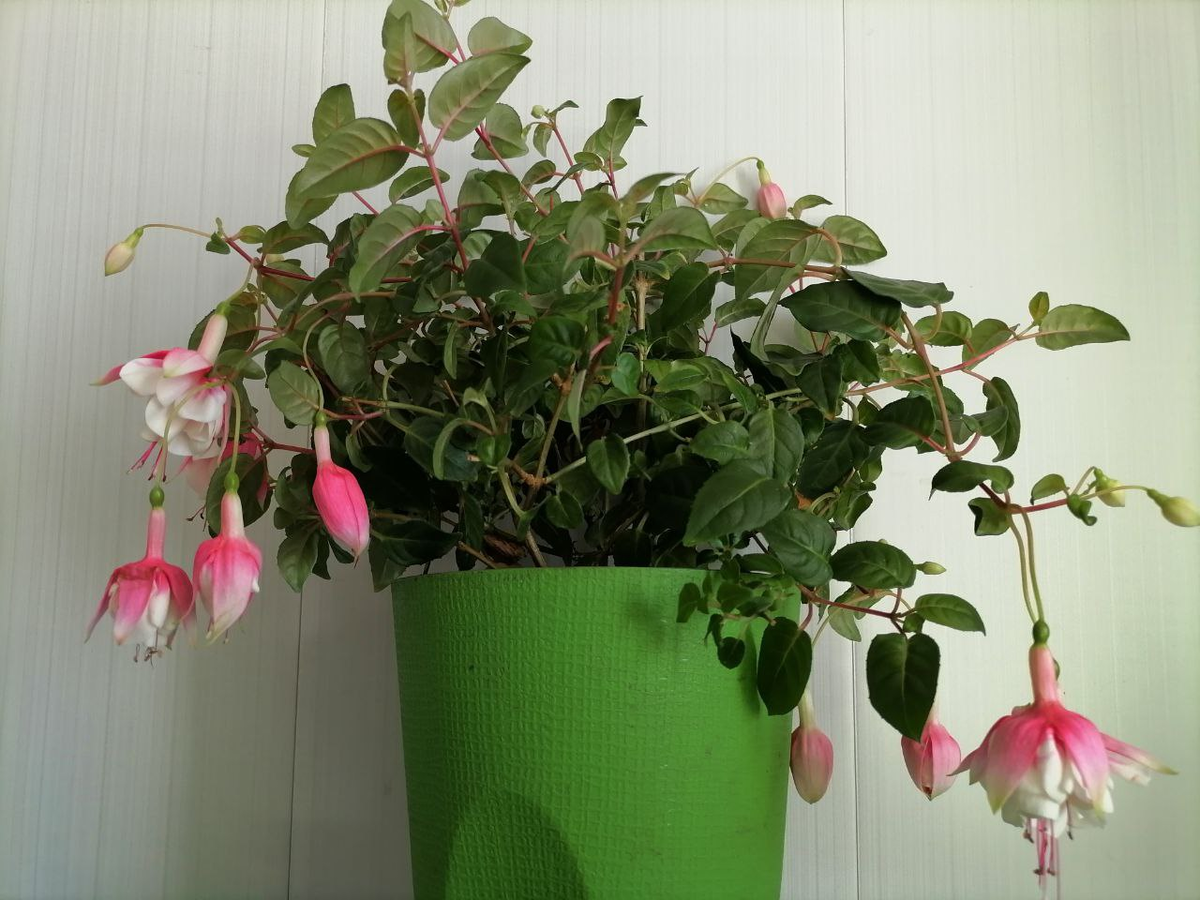 Фуксия 12 декабря, фото автора