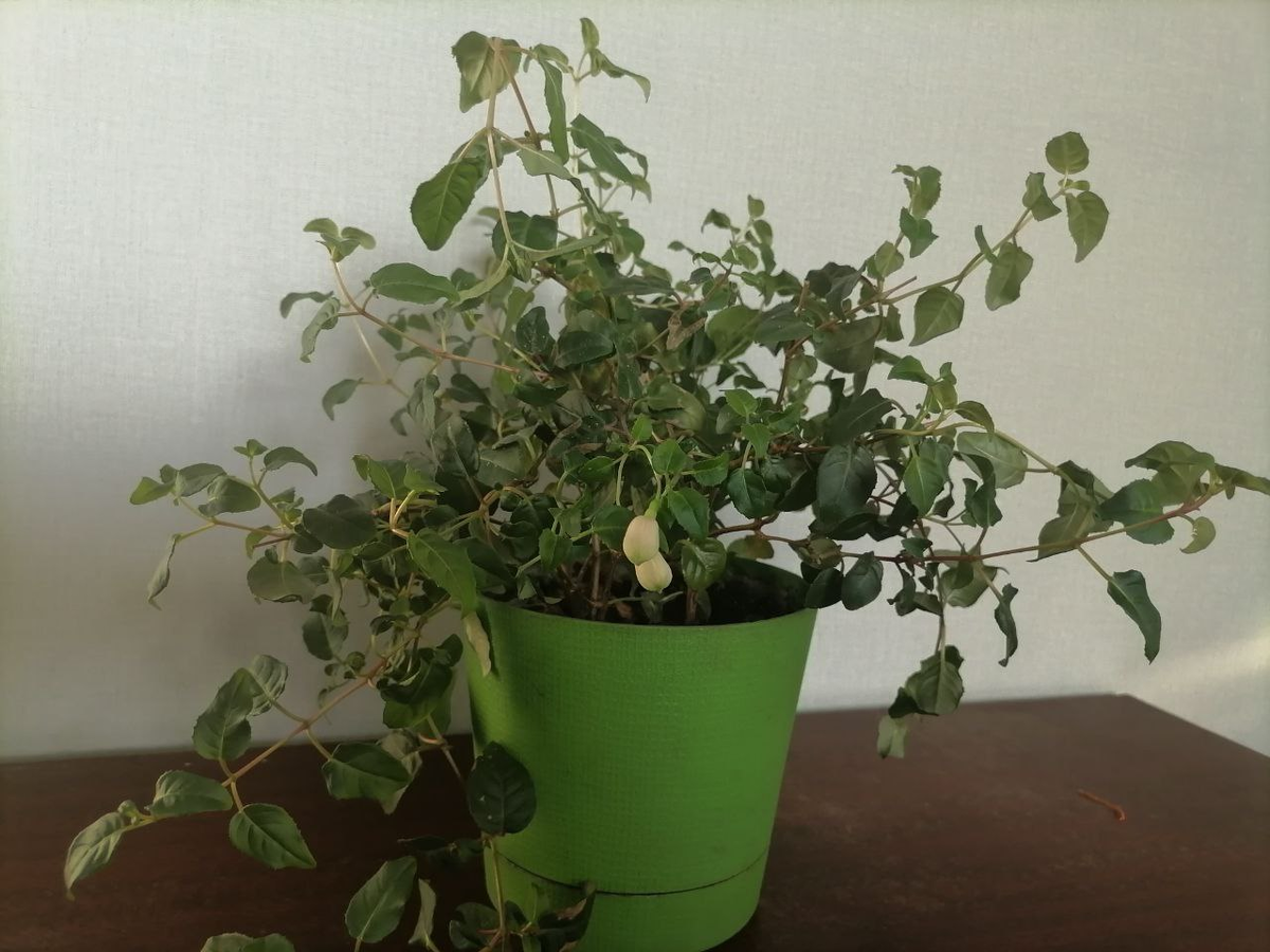 Фуксия всего за месяц подурнела до неузнаваемости, фото автора