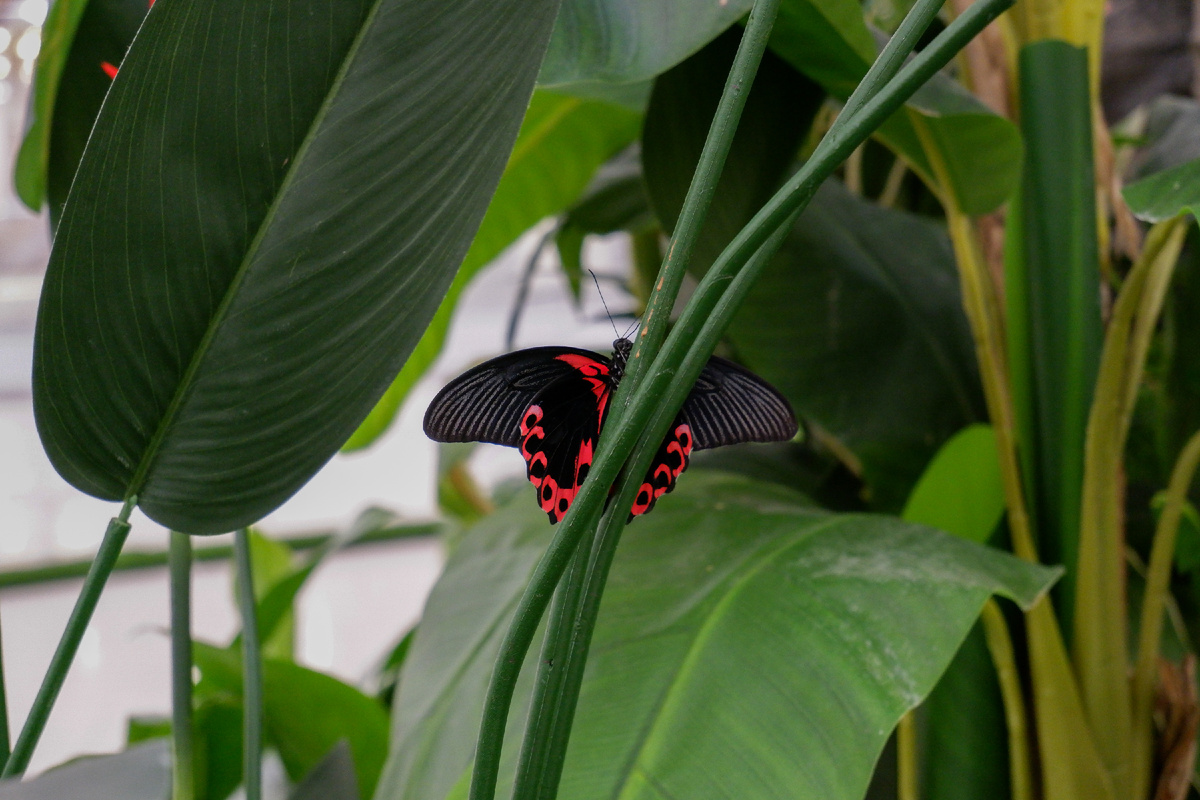 Парусник Румянцева (Papilio rumanzovia) в Парке бабочек Paradise
