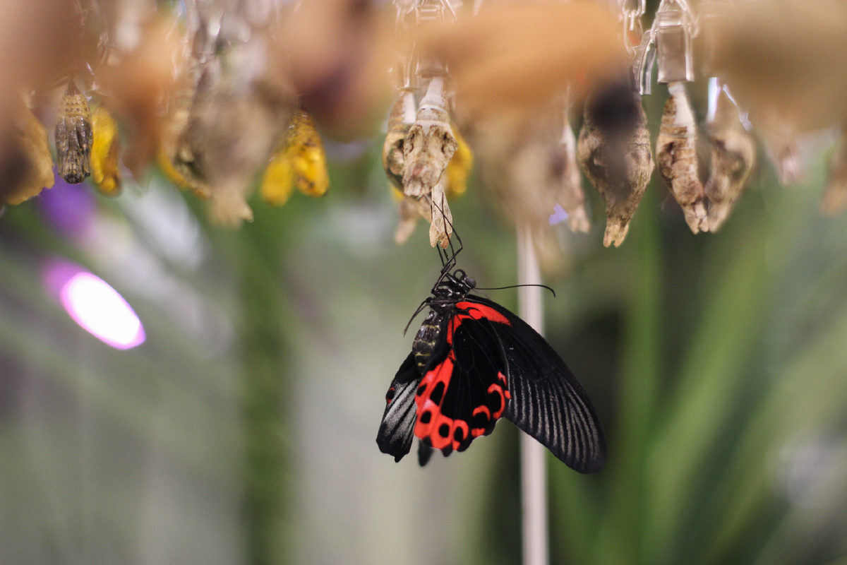 Парусник Румянцева (Papilio rumanzovia) в Парке бабочек Paradise