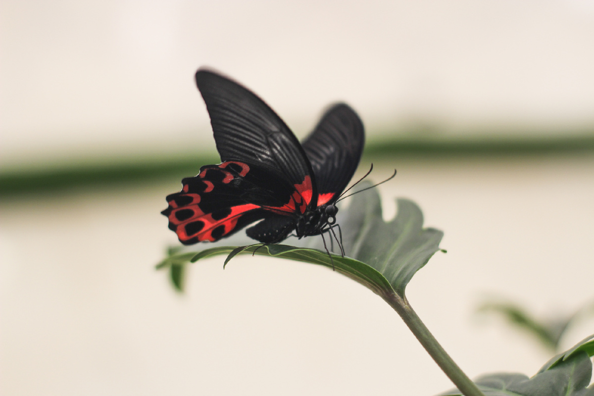 Парусник Румянцева (Papilio rumanzovia) в Парке бабочек Paradise