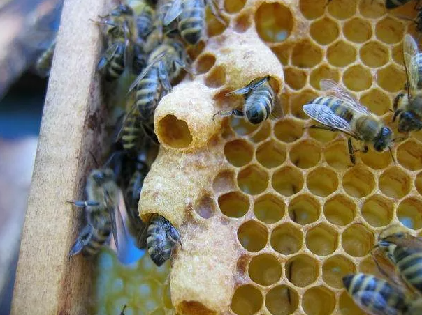 Открытые маточники на рамке(фото с открытых источников).