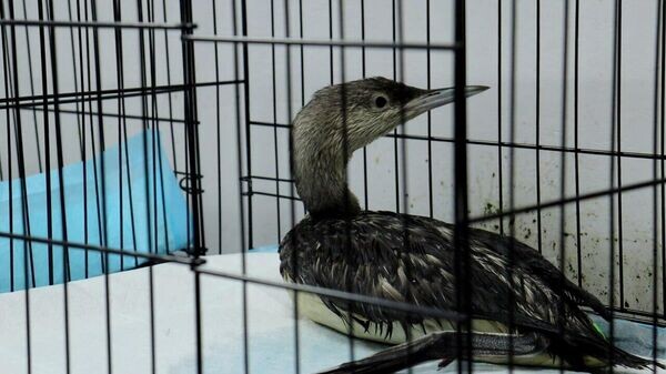    © Россельхознадзор