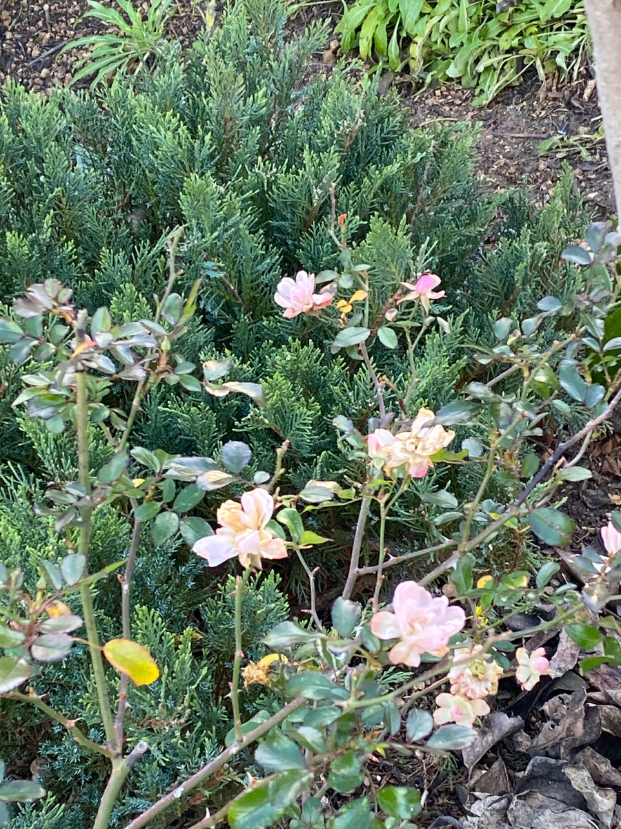 Декабрь 24г.