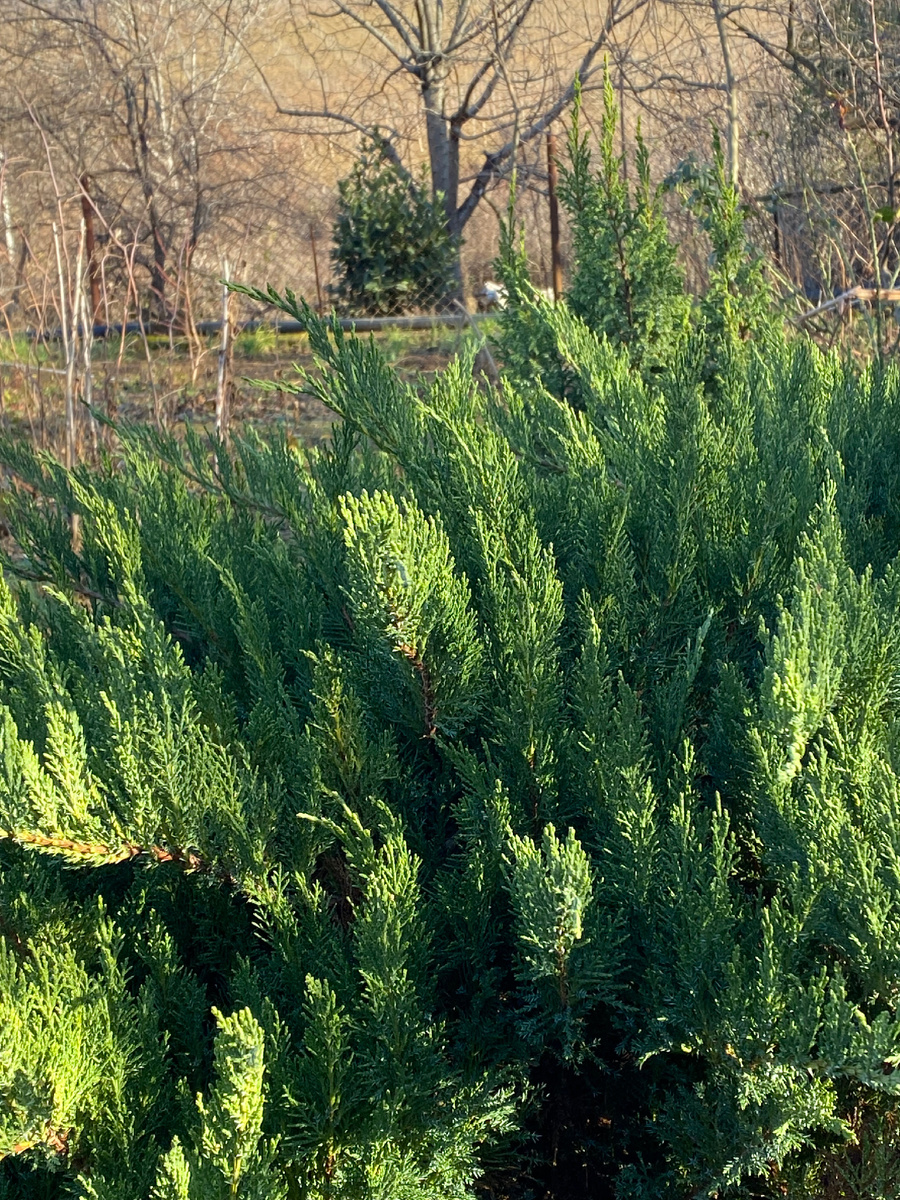 Декабрь 24г.